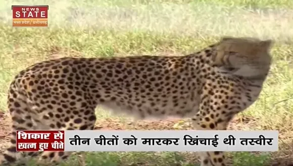 Cheetah In Madhya Pradesh : जानिए भारत में कब हुआ चीतों का अंत, देखें वीडियो