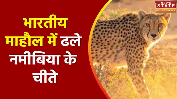 Cheetah in Madhya Pradesh : Kuno National Park में चीते कर रहे हैं मस्ती