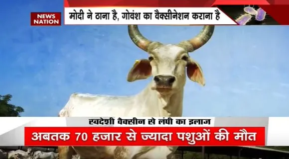 Rajasthan Breaking : Rajasthan में गायों में तेजी से फैल रहा है लंपी वायरस | Rajasthan News |