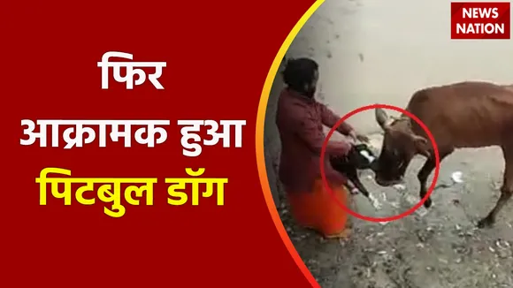 Viral Video : Pitbull का आतंक लोग पीटते रहे 5 मिनट तक दबोचे रखा गाय का जबड़ा