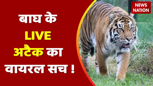 Lie Detector Test : टाइगर ने शिकार ज़िंदा क्यों छोड़ा ?