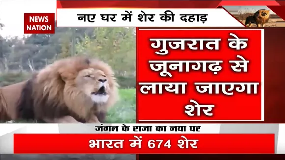 Etawah Safari Park: इटावा सफारी में एक शेर लाया जाएगा | Lion