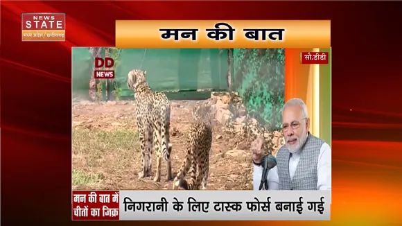 Cheetah in Madhya Pradesh: चीतों के नामकरण के लिए होगी प्रतियोगिता | MP Cheetah Video | MP News