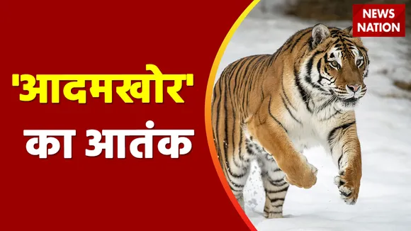 Jungle Report: कब शिकंजे में आएगा 'आदमखोर'? Valmiki Tiger Reserve | Threat to humans