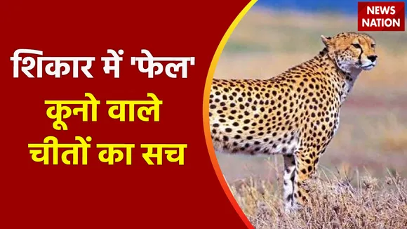 Lie Detector Test : शिकार में 'फेल' कूनो वाले चीतों का सच | Kuno Cheetah Viral Video |