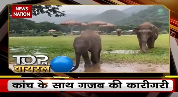 Elephant News : हाथी के बच्चों पर छाया मस्ती का खुमार, देखें वीडियो