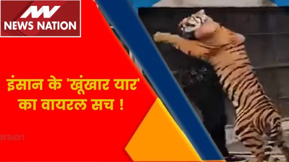 Tiger Attack on Human ? : 'मौत' को गले लगाने वाला शख्स कौन ?