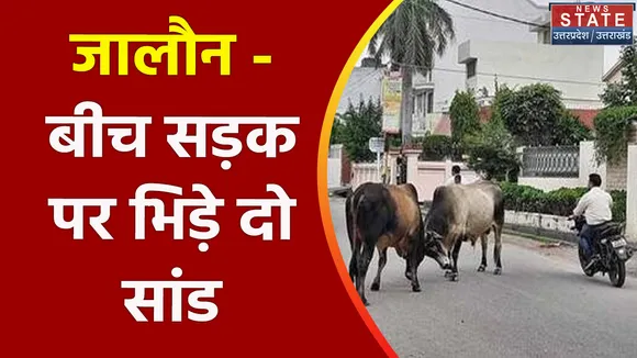 Breaking News : जालौन - बीच सड़क पर भिड़े दो सांड, बुल फाइटिंग से मची अफरा - तफरी