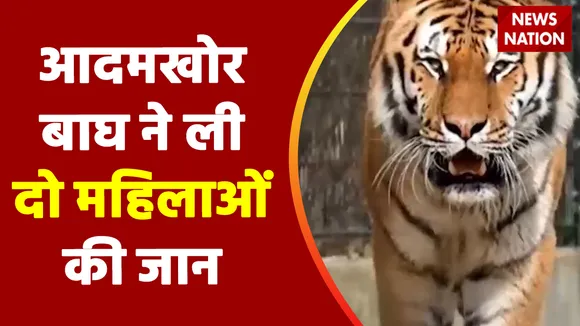 Bihar News: अब तक 'आदमखोर' ने ली 9 लोगों की जान, बाघ को मारने के लिए STF की टीम तैनात