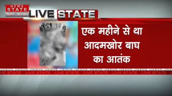 Bihar Breaking : Bagaha में मार गिराया गया आदमखोर बाघ को.. शूटरों ने किया बाघ को ढेर | Bihar News |