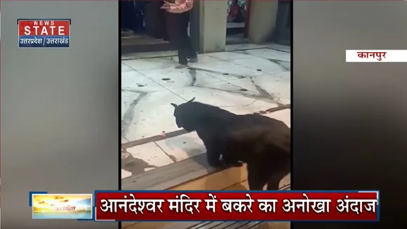 Kanpur News: प्रसिद्ध शिव मंदिर में दिखी बकरे की आस्था