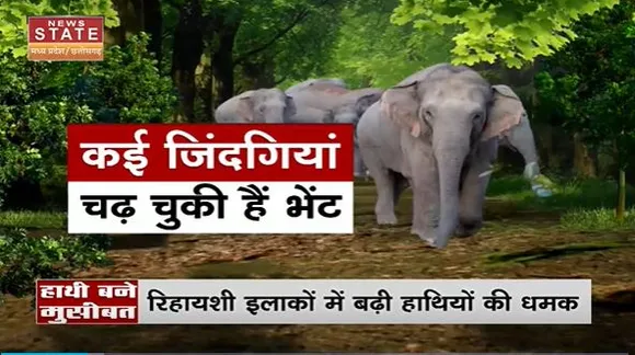 Chhattisgarh News : Chhattisgarh में हाथियों ने मचाया आतंक.. कई जिंदगियां चढ़ चुकी है भेंट |