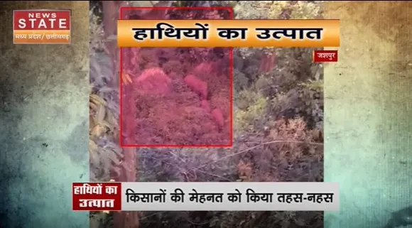 Chhattisgarh News : Jaspur में धान की खड़ी फसल बर्बाद कर रहे है हाथी | Jaspur News |