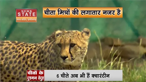 Cheetah In Kuno:  खूंखार तेंदुआ बना चीतों का दुश्मन