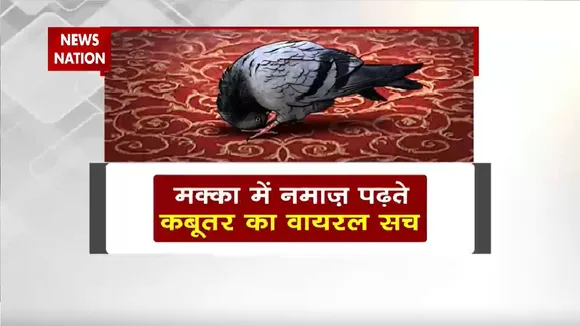 Lie Detector Test : कबूतर के नमाज पढ़ने का वायरल सच