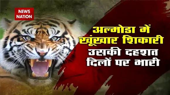 Uttarakhand News: अल्मोड़ा में बाघ की दस्तक से डरे लोग