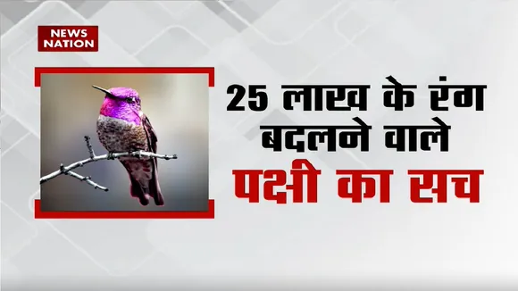 Lie Detector Test: देखिए....रंगीन परिंदे की पूरी पड़ताल | Colour Changing Bird | News Nation