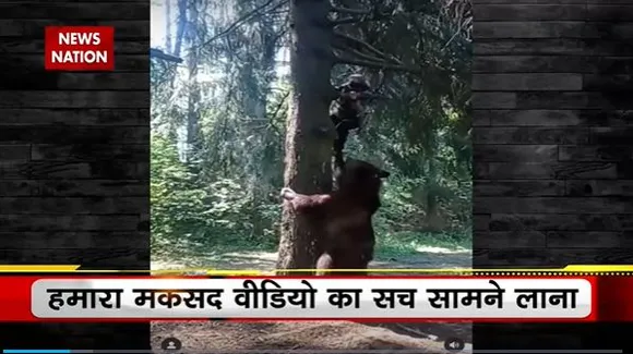 Lie Detector Test : क्या है इंसान को खीचते भालू का वायरल सच? | bear pulling human |