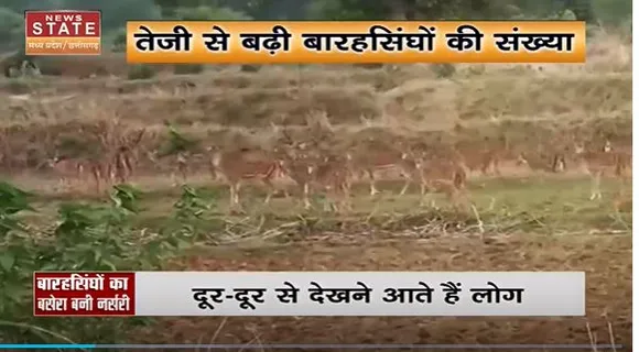 Chhattisgarh News : Gariyaband का ये नर्सरी बना बारहसिंघों का बसेरा | Gariyaband News |
