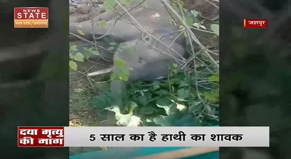 Chhattisgarh News : Jashpur में हाथी के शावक के लिए दया मृत्यु की मांग | Jashpur News |