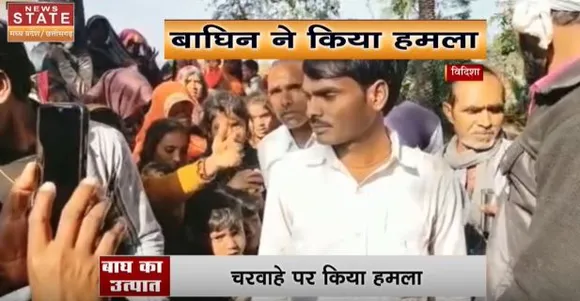 Latest Madhya Pradesh News | विदिशा में बाघ का उत्पात, चरवाहे पर किया हमला..