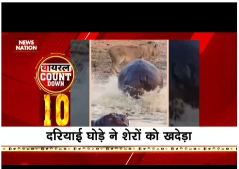 Viral:  दरियाई घोड़े ने शेर को खदेड़ा