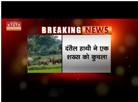 Dhamtari : दंतैल हाथी ने एक शख्स को कुचला