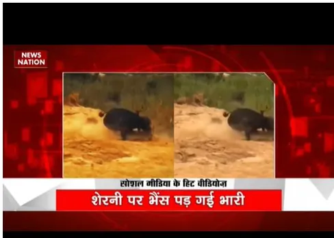 शेरनी पर भारी पड़ी भैंस की टक्कर, वीडियो वायरल
