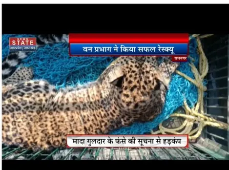 Ramnagar : मादा गुलदार ने गांव में किया प्रवेश, वन विभाग ने किया रेस्क्यू