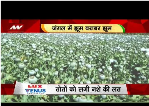 अफीमची तोते को देखा है कभी, तोते को लगी नशे की लत