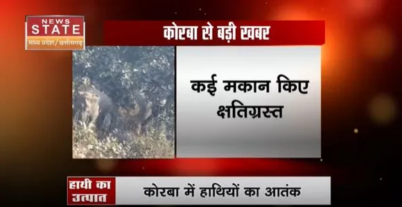 Chhattisgarh News : कोरबा में गांव में घुसा झुंड से बिछड़ा हाथी