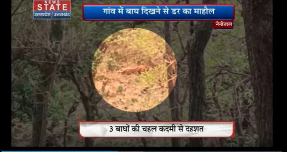 Uttarakhand News : Nainital के एक गांव में बाघ दिखने से डर का माहौल