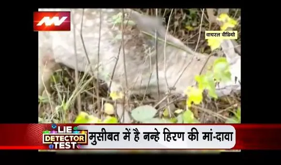 Lie Detector Test : मां को बचाने के लिए गिड़गिड़ाते हिरण का सच