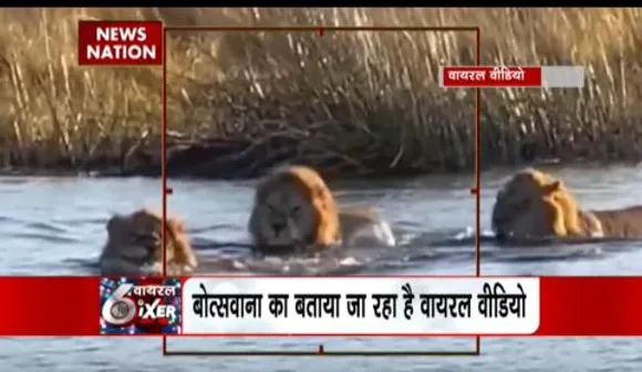 Viral SIXER : हिप्पो के हमले से खौफ में आए तीनों शेर