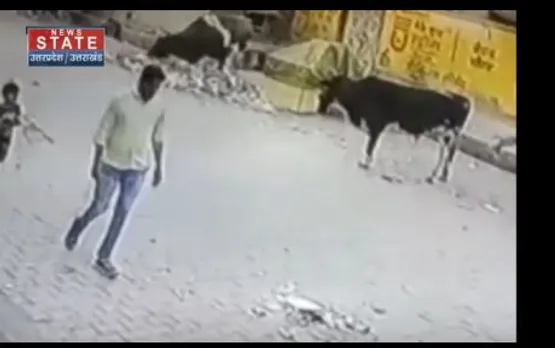 Uttar Pradesh News : ग्रेटर नोएडा में आवारा सांडों का आंतक