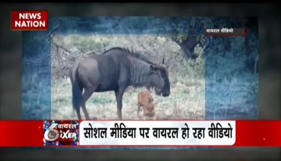 VIRAL SIXER : सियारों ने विल्डर बीस्ट के बच्चे को अपना शिकार बनाया