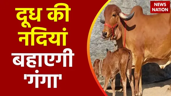 भारत में दूध की नदियां बहा देगी गंगा