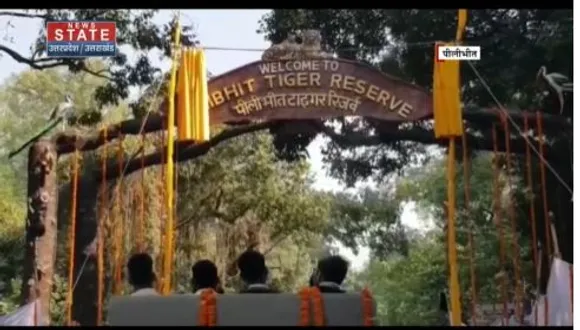 Uttar Pradesh News : पीलीभीत में बाघ ने किया गोवंश का शिकार