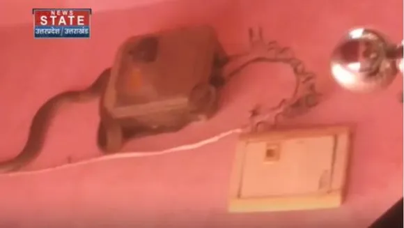 Uttar Pradesh News : बिजनौर में घर में सांप निकलने से दहशत