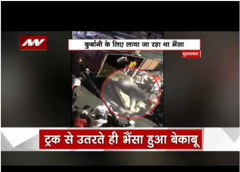 Muradabad : कुर्बानी के लिए लाया गया भैंसा हुआ बेकाबू, वीडियो हुआ वायरल