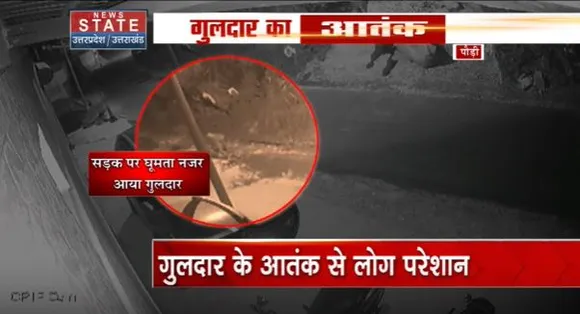 Uttarakhand News : Paudi में सड़क पर घूमता दिखा गुलदार