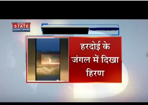 हरदोई के जंगल में दिखा हिरण, पीहानी के फार्म हाउस का वीडियो बताया जा रहा है