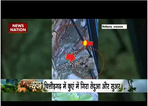 चित्तौड़गढ़ में कुएं में गिरा तेंदुआ और सुअर, वन विभाग ने किया रेस्क्यू