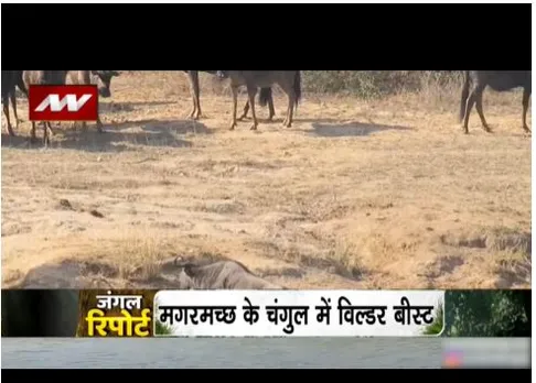 मगरमच्छ के चंगुल में विल्डर बीस्ट, दोनों की हुई जबरदस्त भिड़ंत