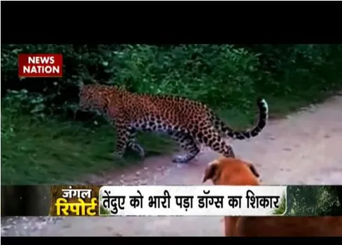 कुत्ते और शिकारी तेंदुआ की हुई लड़ाई, तेंदुए पर भारी पड़ा डॉग