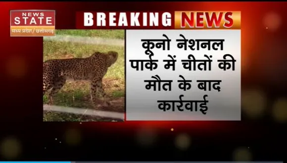 Madhya Pradesh News : कूनो नेशलन पार्क में चीतों के मौत के बाद कार्रवाई