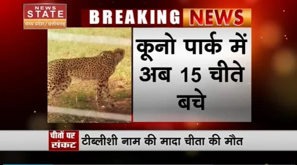 Madhya Pradesh News : कुनो पार्क में एक और चीते की मौत