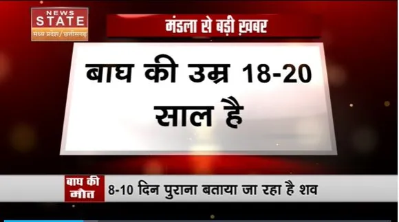 Madhya Pradesh News : Mandla के कान्हा टाइगर रिजर्व में 1 बाघ की मौत