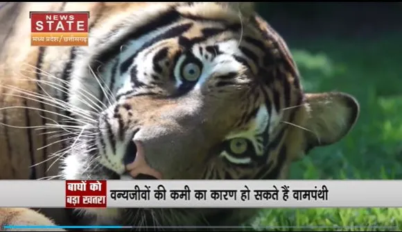 Madhya Pradesh News : बाघों की मौत को लेकर NTCA का बड़ा दावा