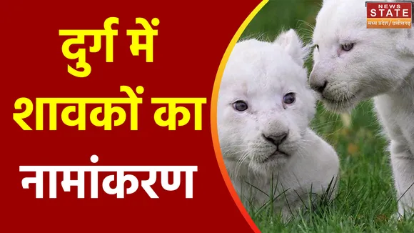 Chhattisgarh News : Durg में सफेद शेर के शावकों का होगा नामांकरण